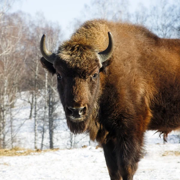 Bisonte salvaje —  Fotos de Stock
