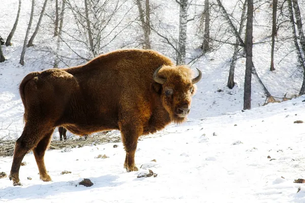 Divoký bizon — Stock fotografie
