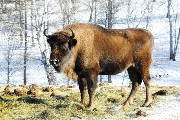 Bisonte selvagem — Fotografia de Stock