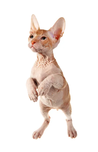 Bezvlasý orientální koťátko — Stock fotografie