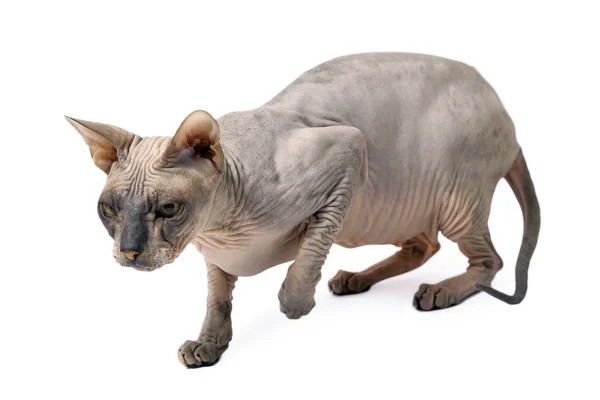 毛のオリエンタル猫 — ストック写真