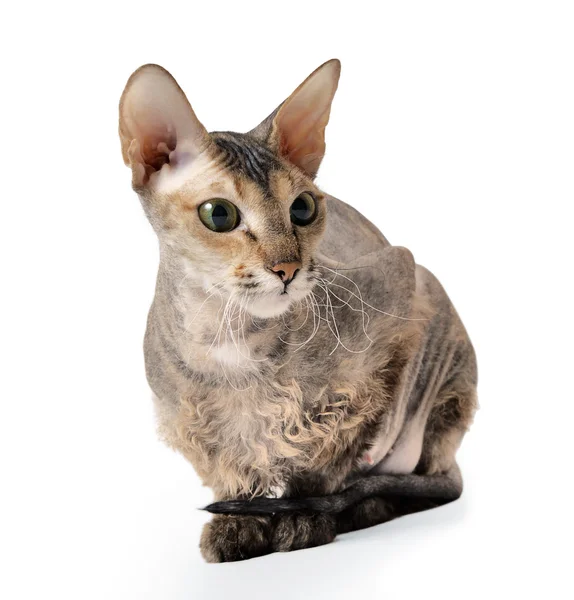 Bezwłosy kot orientalny — Zdjęcie stockowe