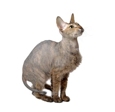Hairless oriental cat clipart