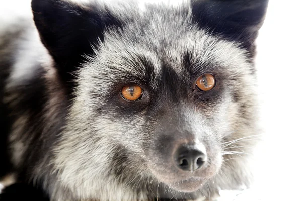 Silver fox — Stock Photo, Image