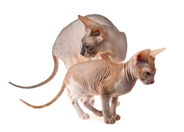 Gattino senza peli — Foto Stock