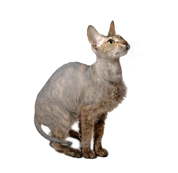 Hårlös orientalisk katt — Stockfoto