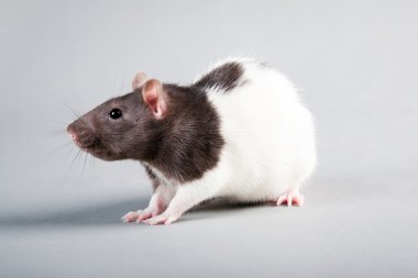 Laboratory rat clipart