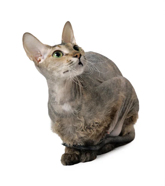 Haarlose orientalische Katze — Stockfoto