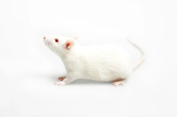 White rat — Stock Photo, Image