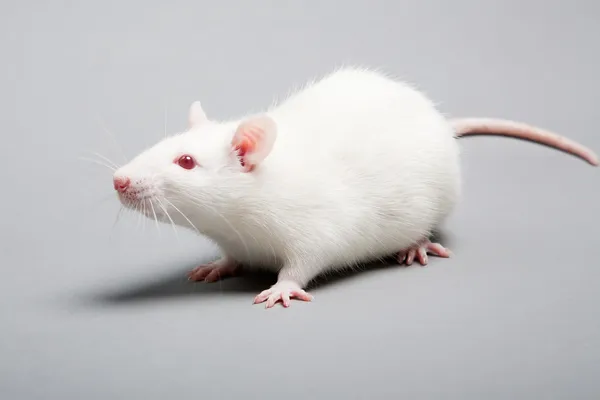 Weiße Ratte — Stockfoto