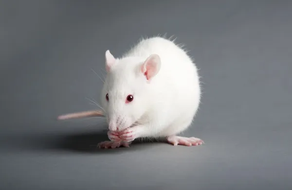 Witte rat — Stockfoto
