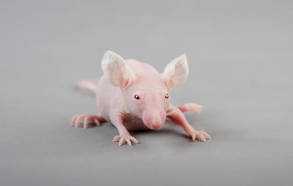 Rato sem pêlos — Fotografia de Stock