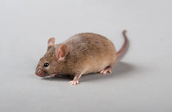 Ratón de laboratorio — Foto de Stock