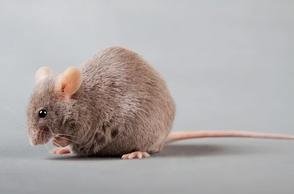 Laboratorium mysz — Zdjęcie stockowe
