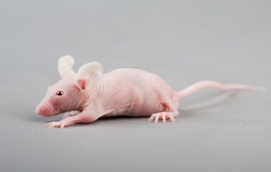 Hairless mouse clipart