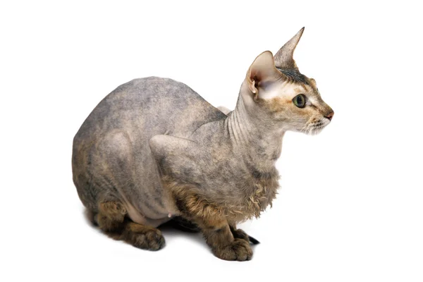 Haarloze Oosterse kat — Stockfoto