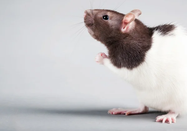Rat de laboratoire — Photo