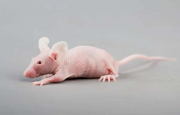 Бесшерстная мышь — стоковое фото