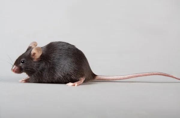 Laboratorní myš — Stock fotografie