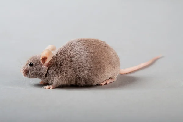 Rato de laboratório — Fotografia de Stock