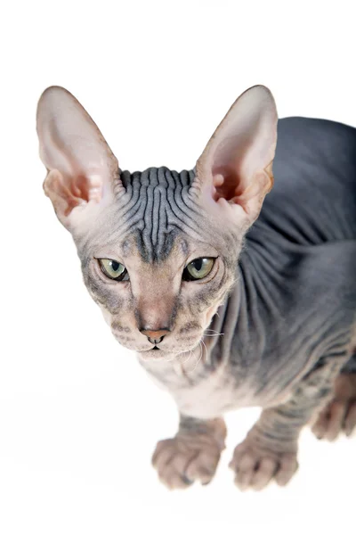 Gattino senza peli — Foto Stock