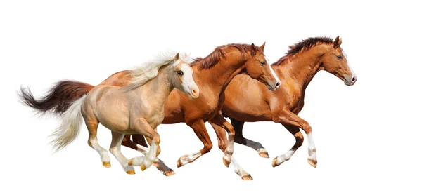 Tre ängssyra hästar galopp - isolerad på vit — Stockfoto