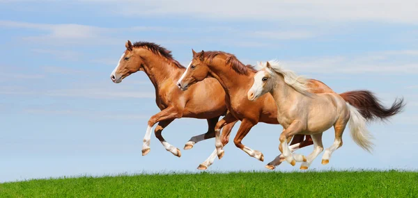 Three sorrel stallions gallop — Stock Photo, Image
