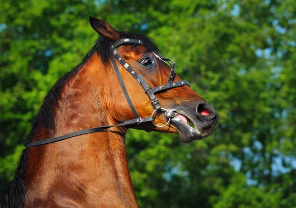 Head of rebellious bay horse — Stock Photo, Image