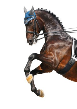 Dressage: bay Hanoverian horse clipart