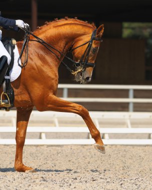 Dressage: portrait of sorrel horse clipart