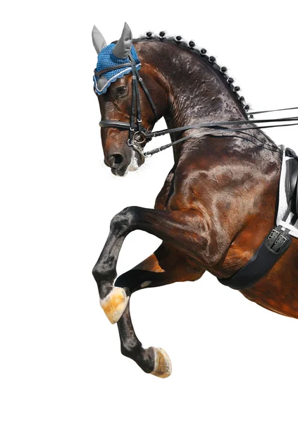 Dressuur: baai Hannoveraanse paard — Stockfoto