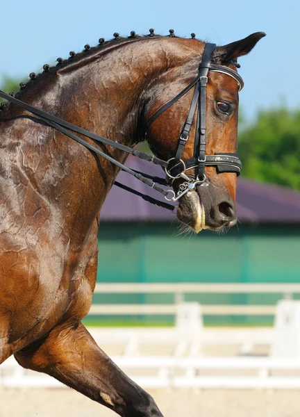 Dressyr: porträtt av bay häst — Stockfoto