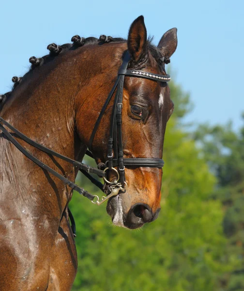 Dressage: portrait of bay horse — Stock Photo, Image