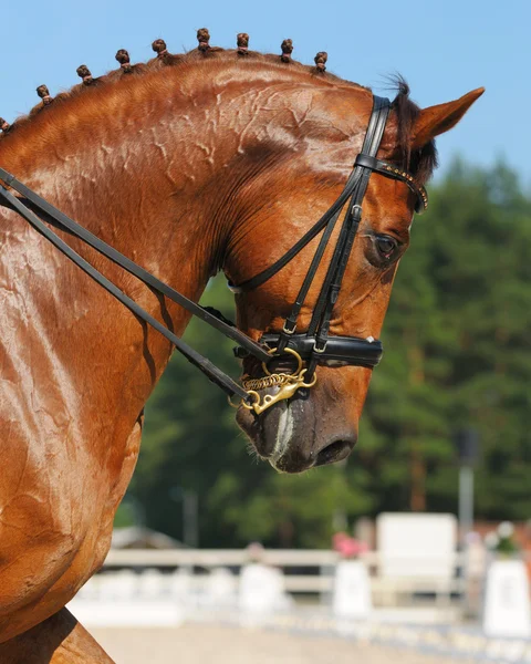 Dressage: portrait of sorrel horse — Stock Photo, Image