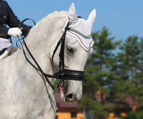 Dressuur: portret van grijze paard — Stockfoto