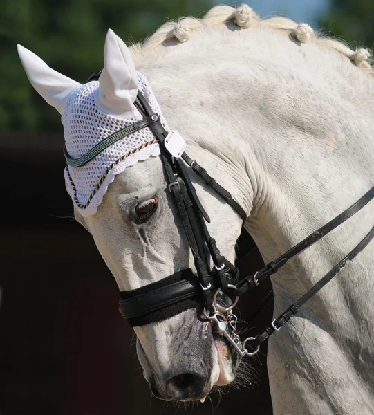 Adestramento: retrato de cavalo cinza — Fotografia de Stock