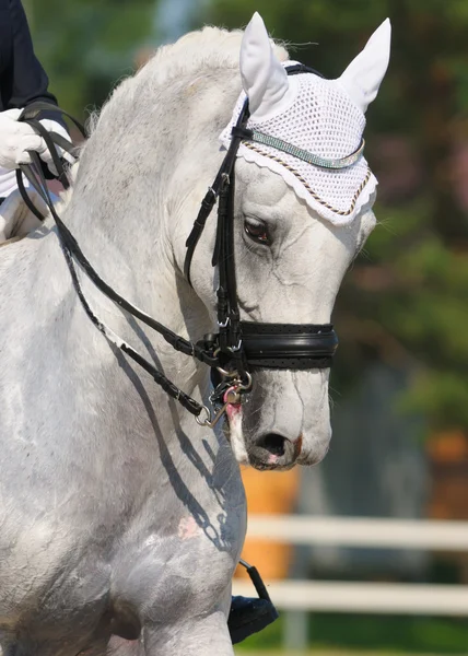 Одяг: портрет сірого коня — стокове фото