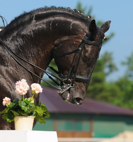 Dressage: portrait of black horse — Stock Photo, Image