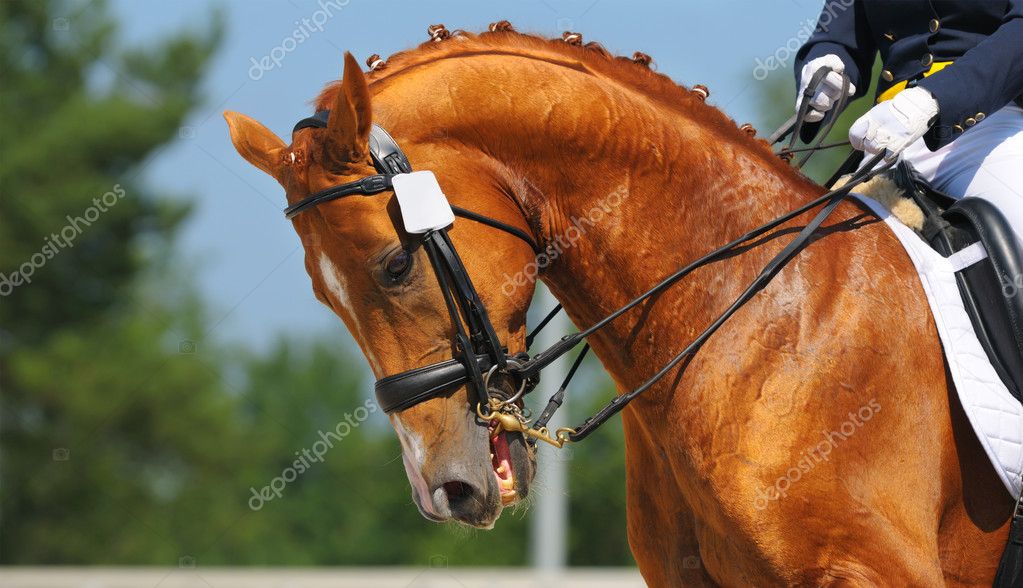 Desporto equestre de cavalos de adestramento Fotos de Stock, Desporto  equestre de cavalos de adestramento Imagens sem royalties