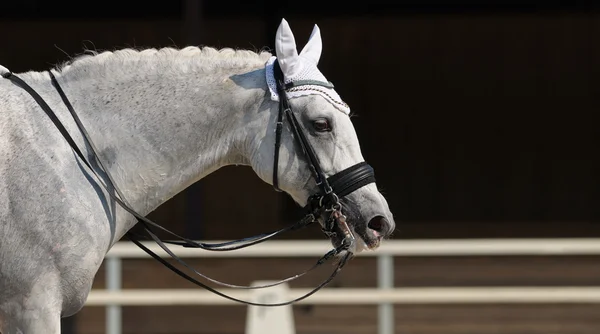 Adestramento: retrato de cavalo cinza — Fotografia de Stock