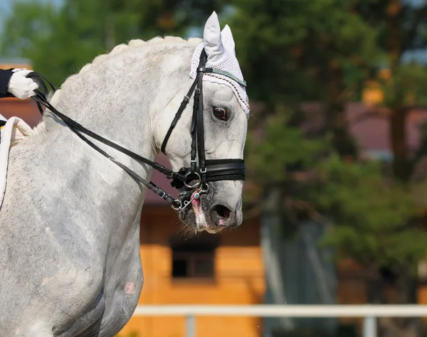 Dressage: portrait of gray horse — Stock Photo, Image