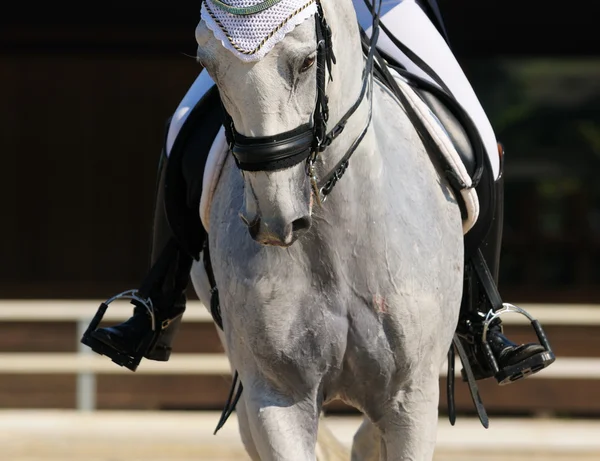 Terbiye: gri atı portresi — Stok fotoğraf