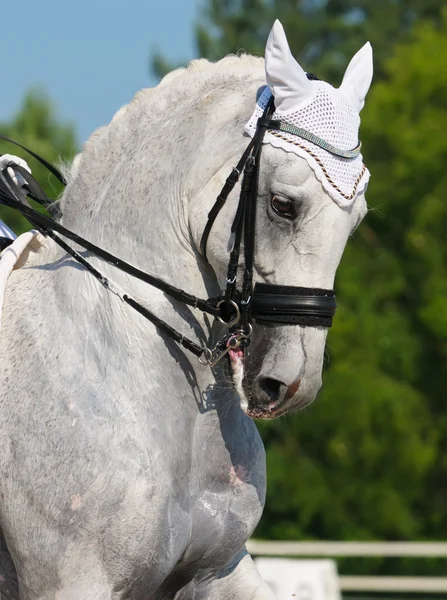 Dressage: ritratto di cavallo grigio — Foto Stock