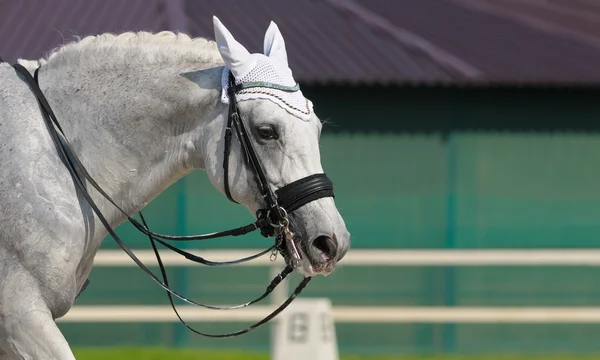 Εκγύμναση: πορτρέτο του γκρι άλογο — Φωτογραφία Αρχείου