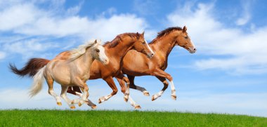 Three stallions gallop clipart