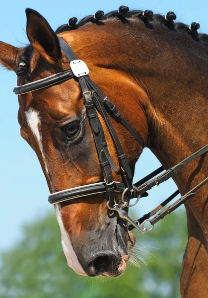 馬の馬場馬術: 肖像画 — ストック写真