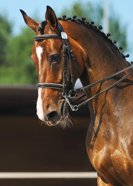 Dressuur: portret van baai paard — Stockfoto