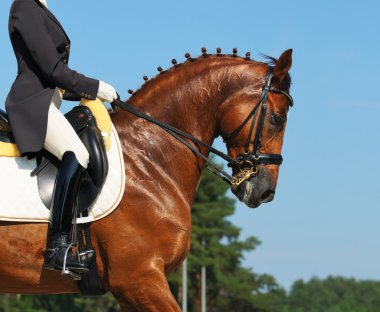 Equestrian sport: dressage clipart