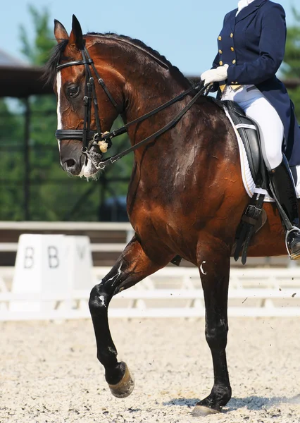 Desporto equestre: adestramento — Fotografia de Stock