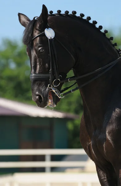 Drezúra: portrét černého koně — Stock fotografie